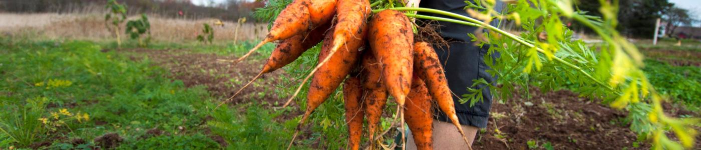 Carrots grown in a Saint John garden