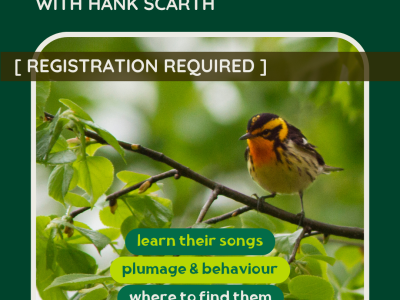 SPRING WARBLERS.png